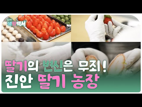 [즐거운생활백서] 딸기의 변신은 무죄! 진안 딸기 농장