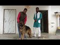 Owner  rahul yadav pratapgarh  dog trainer mohan pal bathinda  7508699511