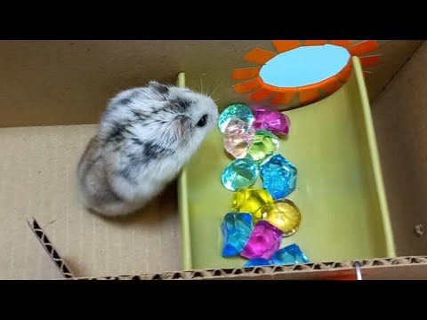 ⭕ HAMSTER MAZE 