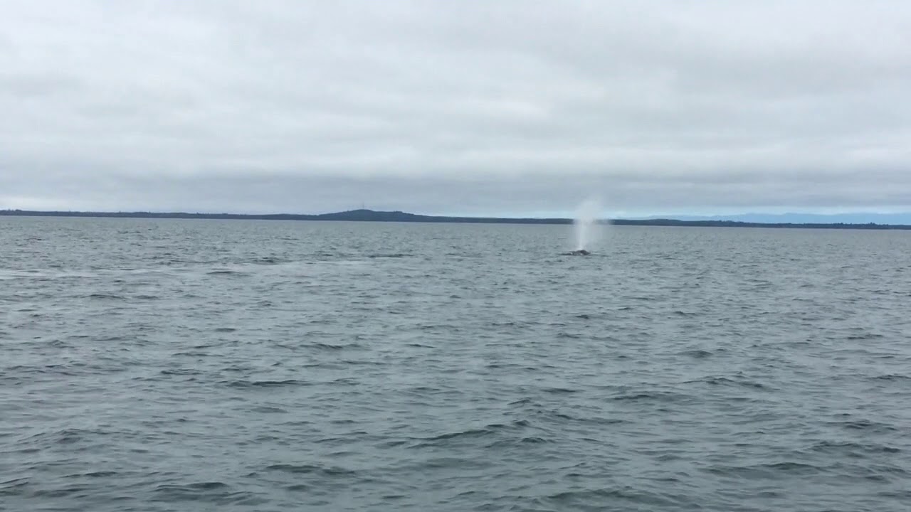 Whale Watching in Washington - YouTube