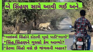 બે સિંહણ સામે આવી પછી શુ થયું //સિંહ પાછળ બાઈકમાં બુમો પાડી જંગલના રાજાને કોણે દોડાવ્યા? #ગીરનાખોળે