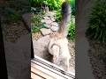 ひょっこり出て来て家猫に殴られそうにるお隣の鉄ちゃん#shorts