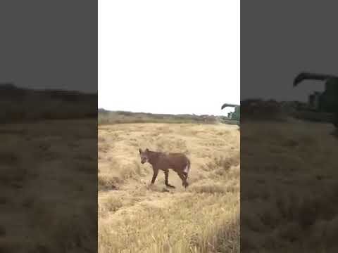 حيوان غريب في مقطع فيديو