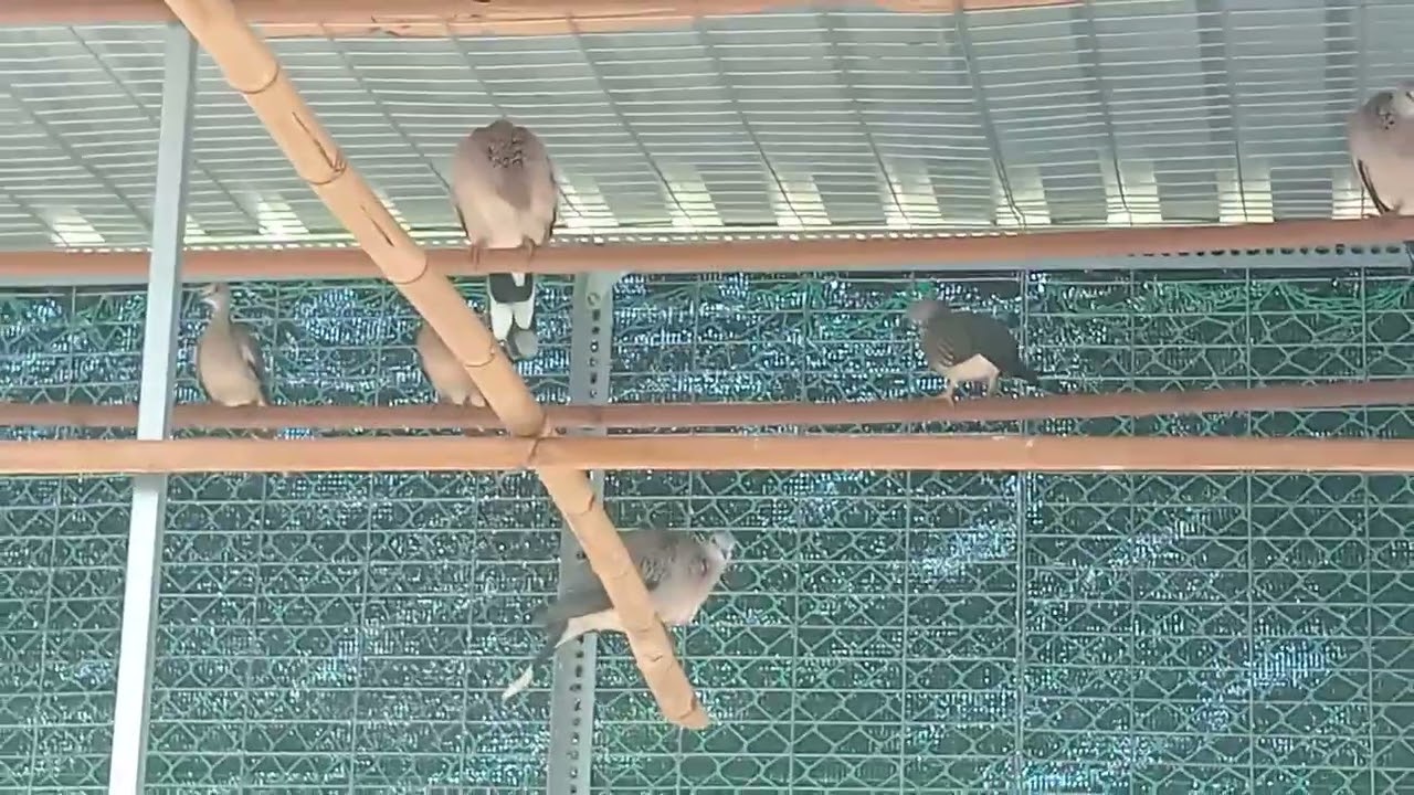 Có hàng VIP phục vụ ae 