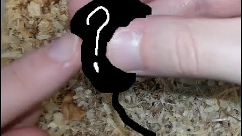 A quale categoria appartiene il topo?