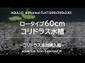 60cmロータイプコリドラス水槽～追加購入編