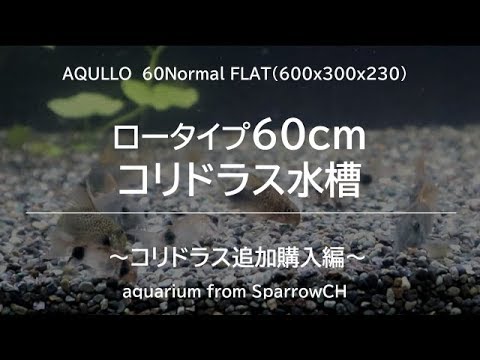 熱帯魚　コリドラス等　水槽60付き 60cm水槽でのコリドラスの飼育【何匹？飼い方は？】 – ちょこっと
