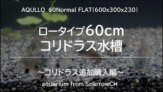 60cmロータイプコリドラス水槽～追加購入編