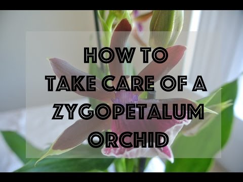 Video: Anggrek Zygopetalum: deskripsi, metode perawatan di rumah, dan foto