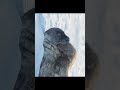 Weddell seal pup 🦭 #Antarctica #seal #weddellseal #nature #wildlife #animal
