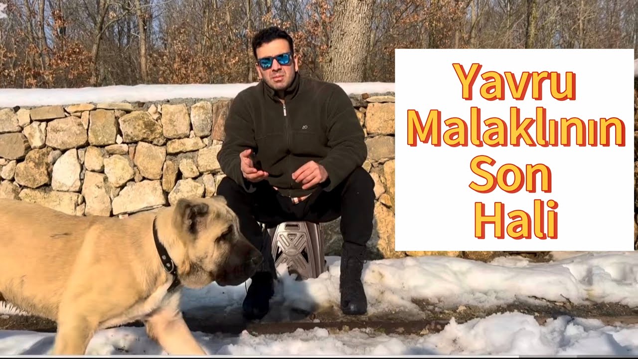 Yavru Malaklının son hali ve Köpeklere Yal verilmeli mi ? 