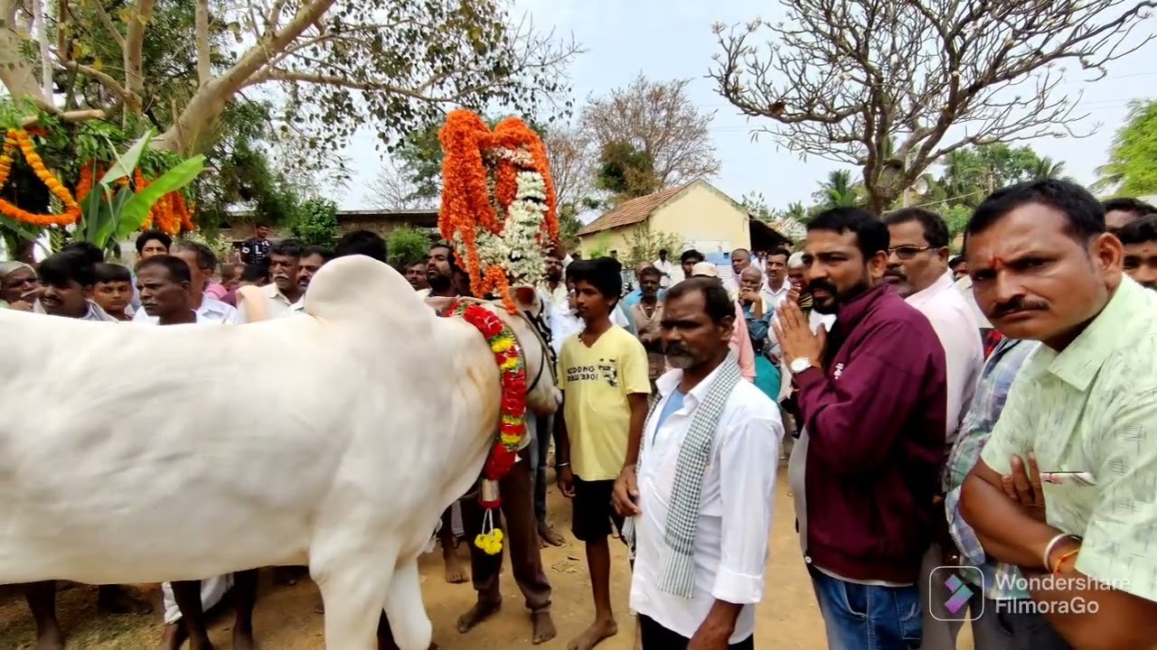 🙏 ಮಾರಮ್ಮನ ದೇವಸ್ಥಾನಕ್ಕೆ ಗುಡ್ಡನ ಪಡೆಯುವುದು ನಾಗೇಗೌಡನ ದೊಡ್ಡಿ ಮಳವಳ್ಳಿ ತಾಲೂಕು🙏
