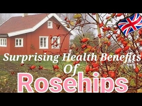 Video: Rosehip Au Uponyaji Rose Mwitu