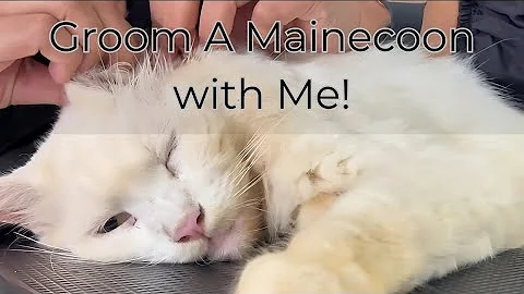 Watch the video about This Lovely Mainecoon Needed a Little TLC ❤️
