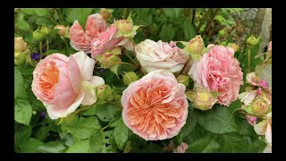 German rose `Chippendale aka `Duchess of Cornwall´: Review of a Rosen Tantau rose