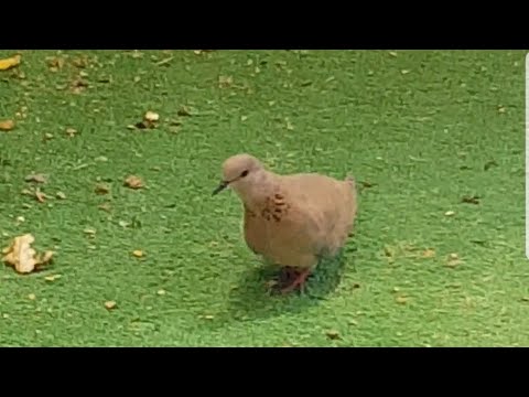 Dove bird becomes guest (in chicks house) 