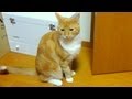 完全に言葉を理解している猫。特定の言葉に反応して返事をする姿が可愛い