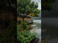🌧️ Lluvia y naturaleza del campo 🌿#Naturaleza #Lluvia