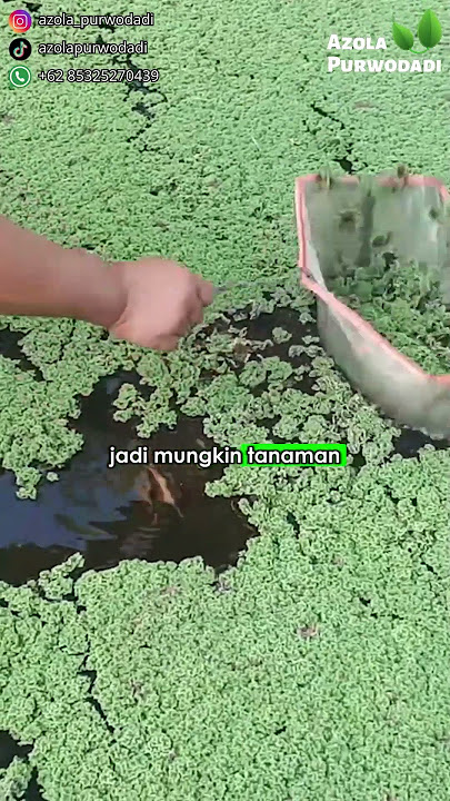 Solusi Untuk Mengatasi Katak dan Kecebong yang Ada di Kolam
