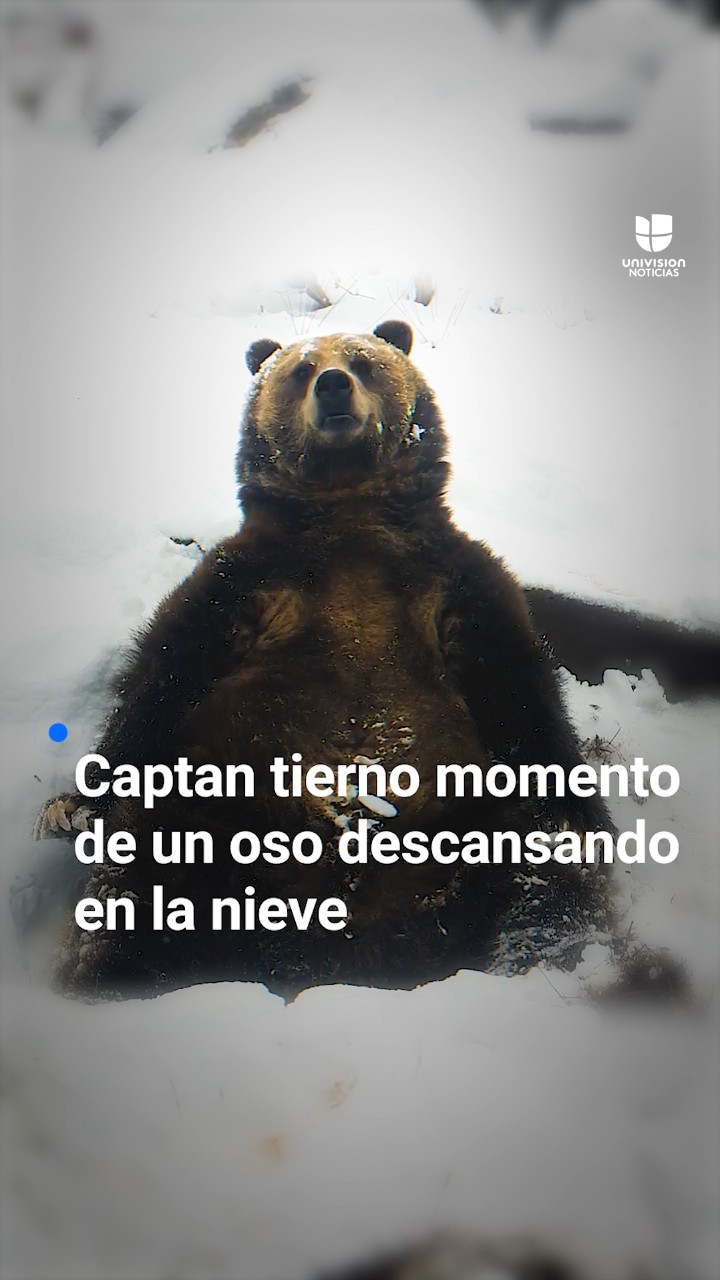 Así fue captado un enorme oso en un momento de profunda relajación en medio de la nieve