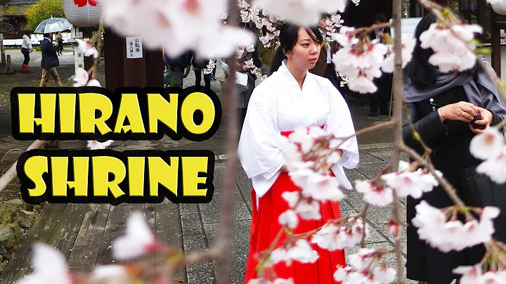 Cherry Blossoms at Hirano Shrine Kyoto Japan