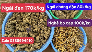 Tác dụng chữa bệnh của củ ngải đen, nghệ bọ cạp vàng, ngải giải độc