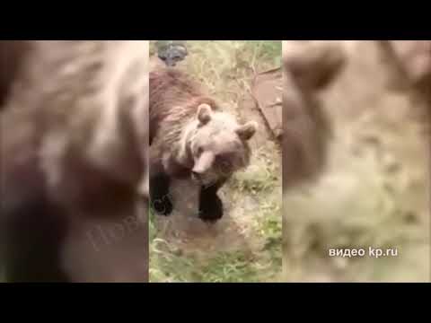 Медведи в Красновишерске