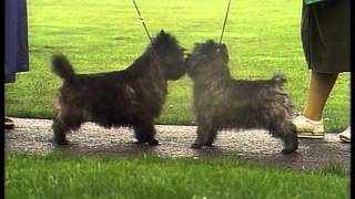 Cairn Terrier  AKC Dog Breed Series