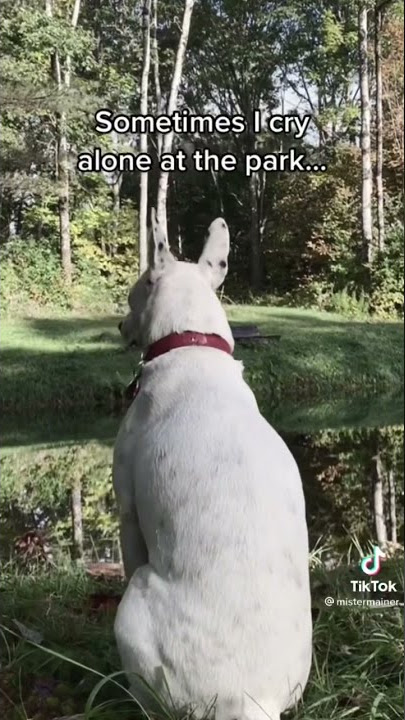 Sad Dog Twerking The Pain Away TikTok (Full Video) #tiktok #sad #dog #twerk