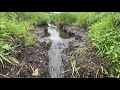 Draining beaver dam || 15 KILOGRAMS STONE IN BEAVER DAM ?