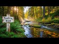 River Stream Ambience 🌊 Relaxing Water Sound for Focus, Study, and Serenity #792