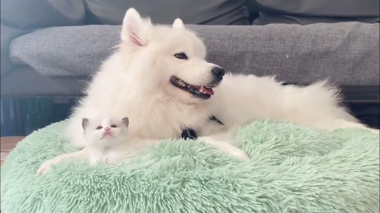 Affection between