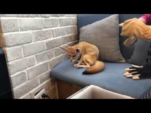 Fennec Fox At A Tokyo Hedgehog Cafe