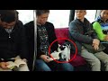 When your cat is a natural diplomat | Funny Cat and Human