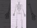 Skeleton of human