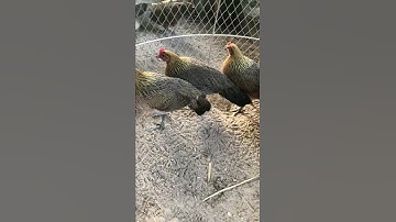 ไก่ต่อตัวเมียสีเหลือง 400 ทุกตัว