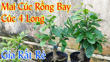 Mai Vàng giá rẻ | Mai Cúc 4 long, cúc rồng bay | mai vàng Bến Tre | chào bán 18/6 HUY 0902074660