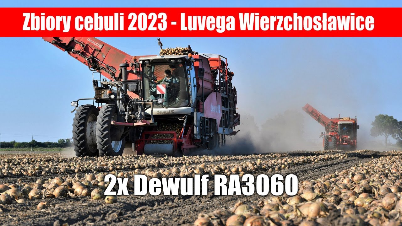 maxresdefault Zbiory cebuli w gospodarstwie Luvega Wierzchosławice, 2x Dewulf RA3060