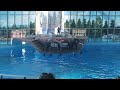 SeaWorld San Antonio Ocean Discovery Beluga Whales And Dolphins Show