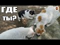 В поисках японского кота Роджера  c наглой вороной — Видео о Японии от пан Гайдзин