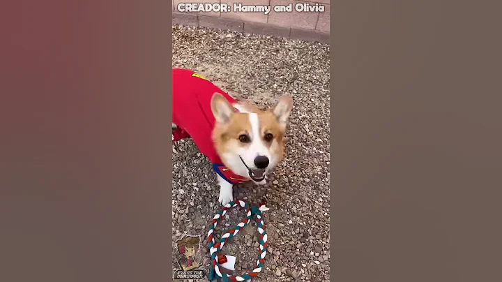 🔴Super Corgi Fail! 🌀Spanish Fandub🌀 [Hammy and Olivia in Spanish] #memes #humor #fandub #cute