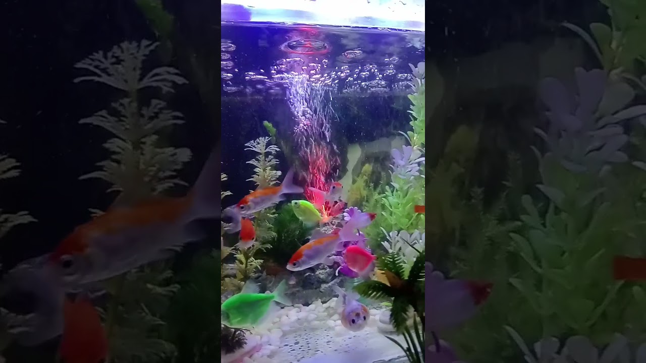 Aquarium hias ikan Daniel slayer, ikan komet, ikan glofish part 520