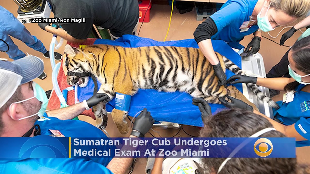 Sumatran Tiger Cub N'dari Undergoes Medical Exam At Zoo Miami