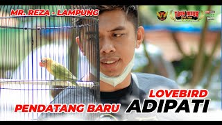 LOVEBIRD ADIPATI, PESAING BARU | INTRODUCTION