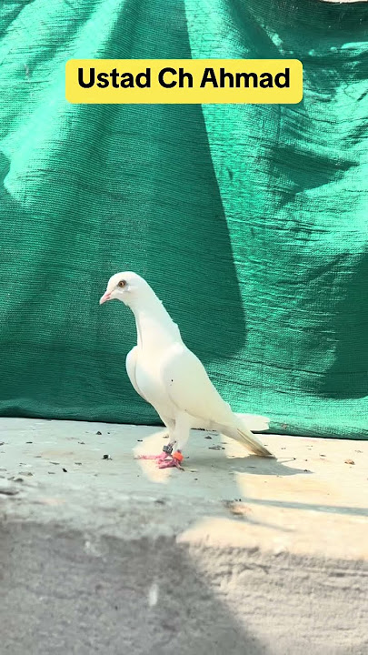 For Sale Female Pigeon || Whatsapp 03491139401