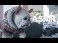 ASMR 犬の咀嚼音 バースデーケーキ・エサ・ボーンをフレンチブルドッグのこたつが食べ尽くす！