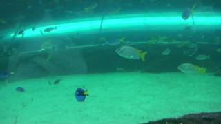 20100924鯊魚館-6