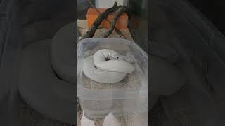 white phython  snake by yumi ocho vlog 63 views 11 months ago 1 minute, 17 seconds