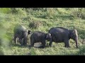 ELEPHANT WILDLIFE @AnimalHT2721 @CoComelonAnimalTime @animalshome467 @TheGlobalAnimalsWorld