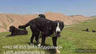 Гиссарские овцы и аборигенные САО Таджикистана саги дахмарда из отары Аюба на зимниках.